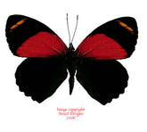 Callicore maimuna (Peru)